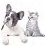 cainisipisici-int-02