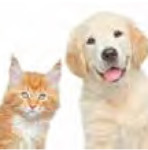 cainisipisici-int-03