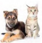 cainisipisici-int-04