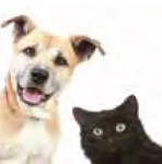 cainisipisici-int-05