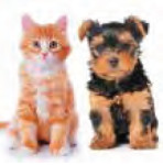 cainisipisici-int-06