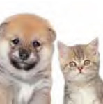 cainisipisici-int-07