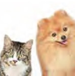 cainisipisici-int-10