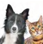 cainisipisici-int-11