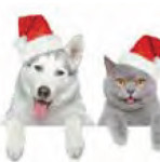 cainisipisici-int-12