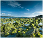 wildlanscapes-int_10